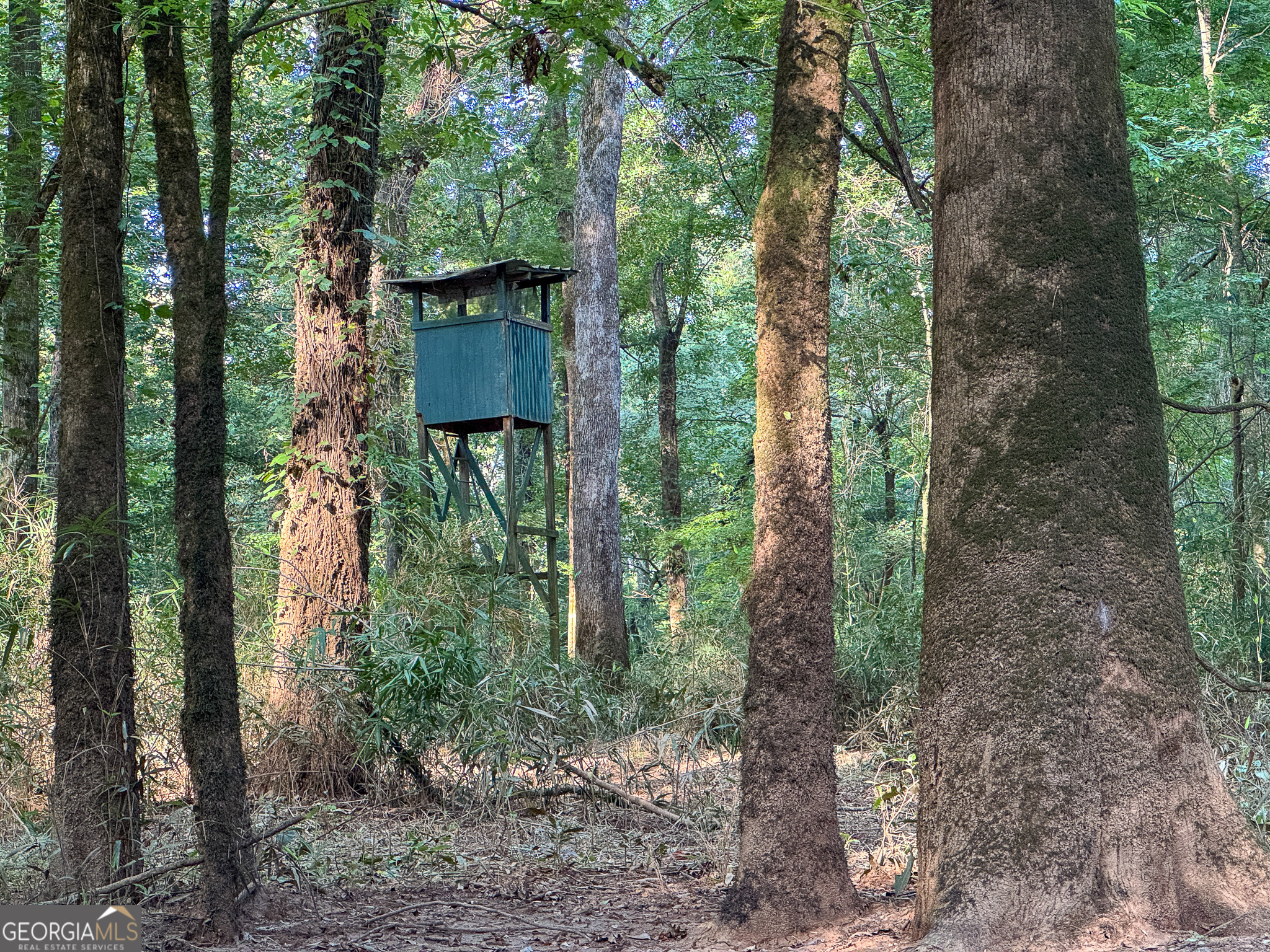 583 Treisch Road Pineview, GA 31071 - Photo 45 of 53 a view of a forest with large trees