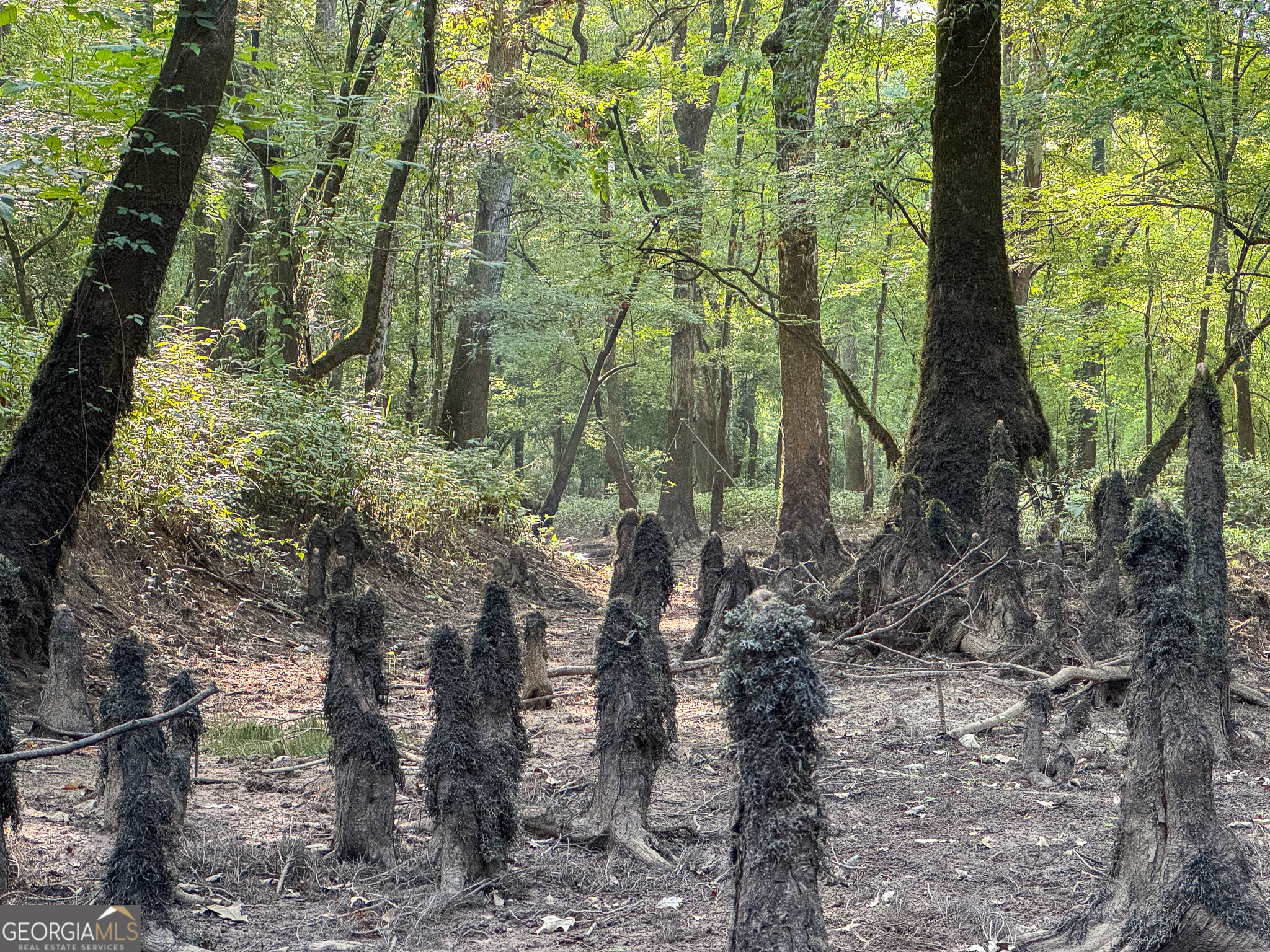 583 Treisch Road Pineview, GA 31071 - Photo 46 of 53 a backyard of a house