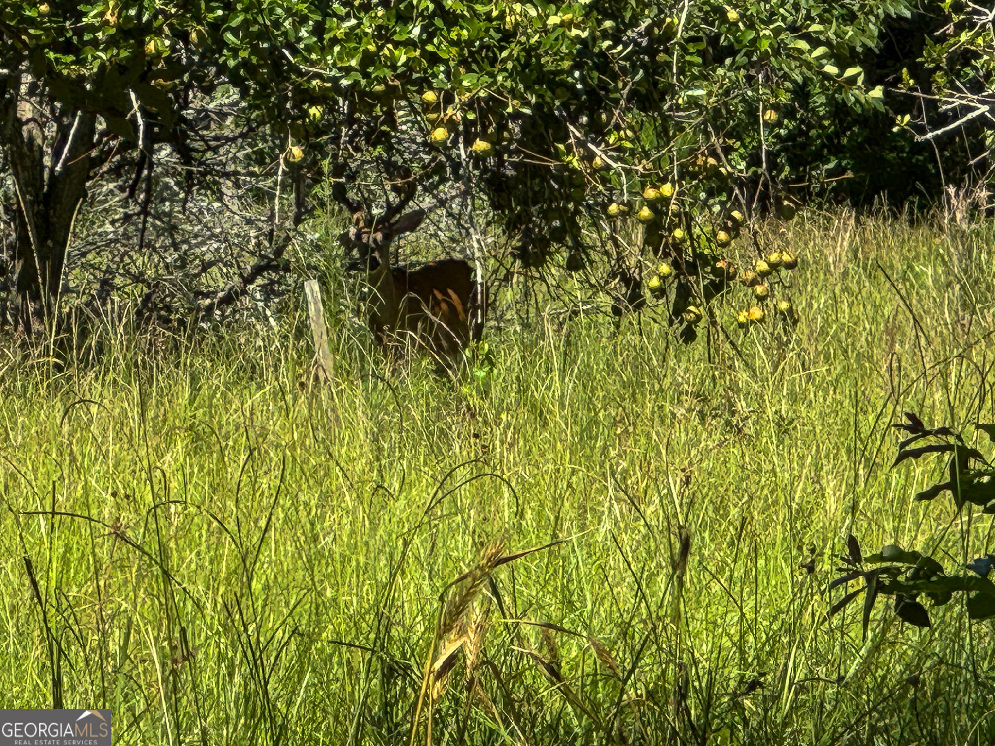 583 Treisch Road Pineview, GA 31071 - Photo 53 of 53 a view of a bunch of plants and trees