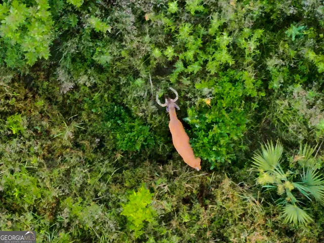 a view of a park with large trees