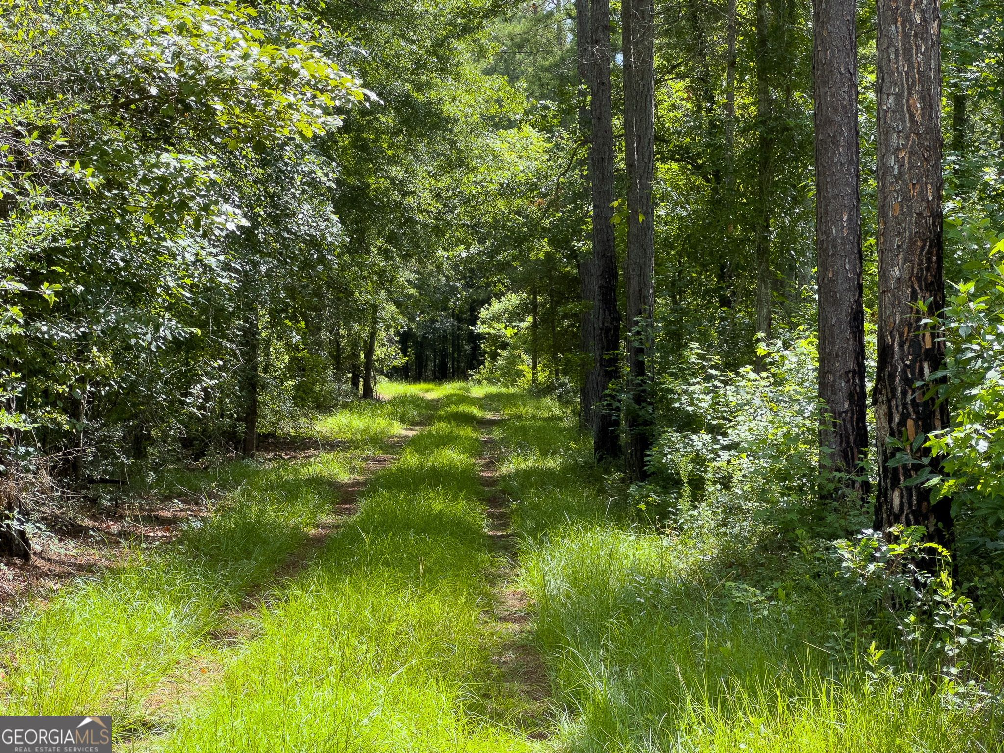 583 Treisch Road Pineview, GA 31071 - Photo 10 of 53 a big yard with lots of green space and trees