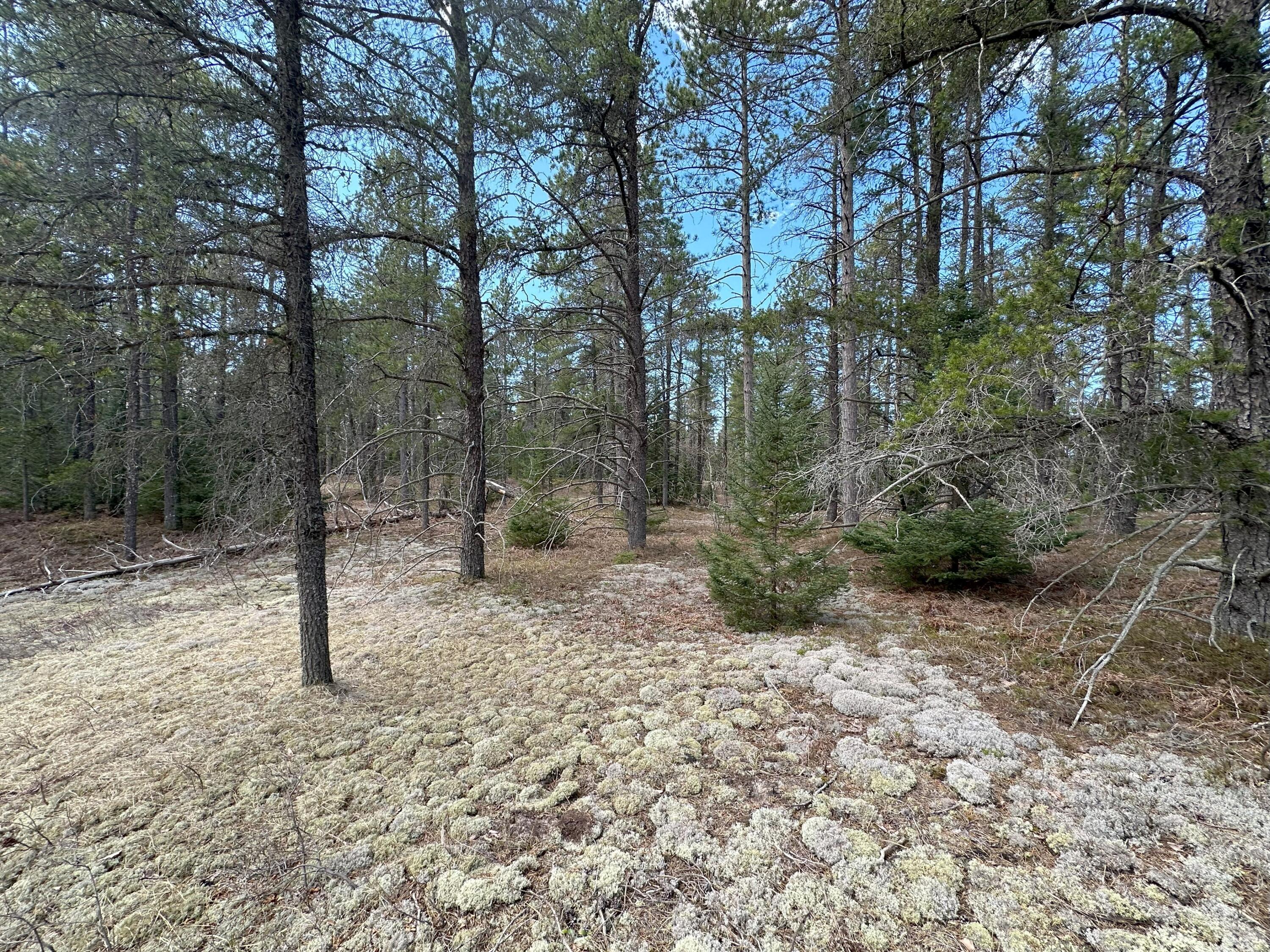 Tbd West Betsy River Road Paradise, MI 49768 - Photo 28 of 44 Gallery Image 28