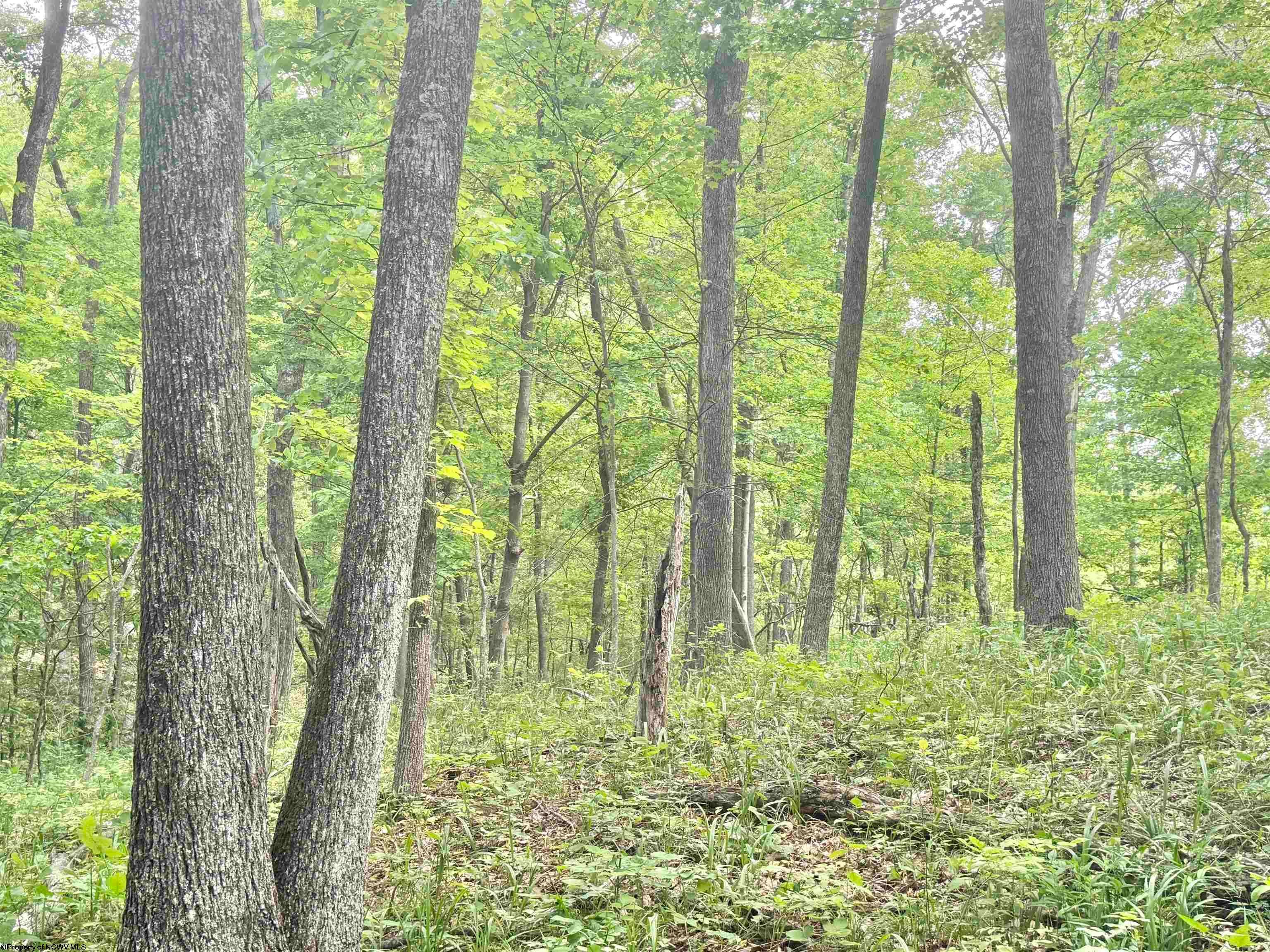 Tbd Big Pigeon Road Procious, WV 25164 - Photo 40 of 49 Gallery Image 40