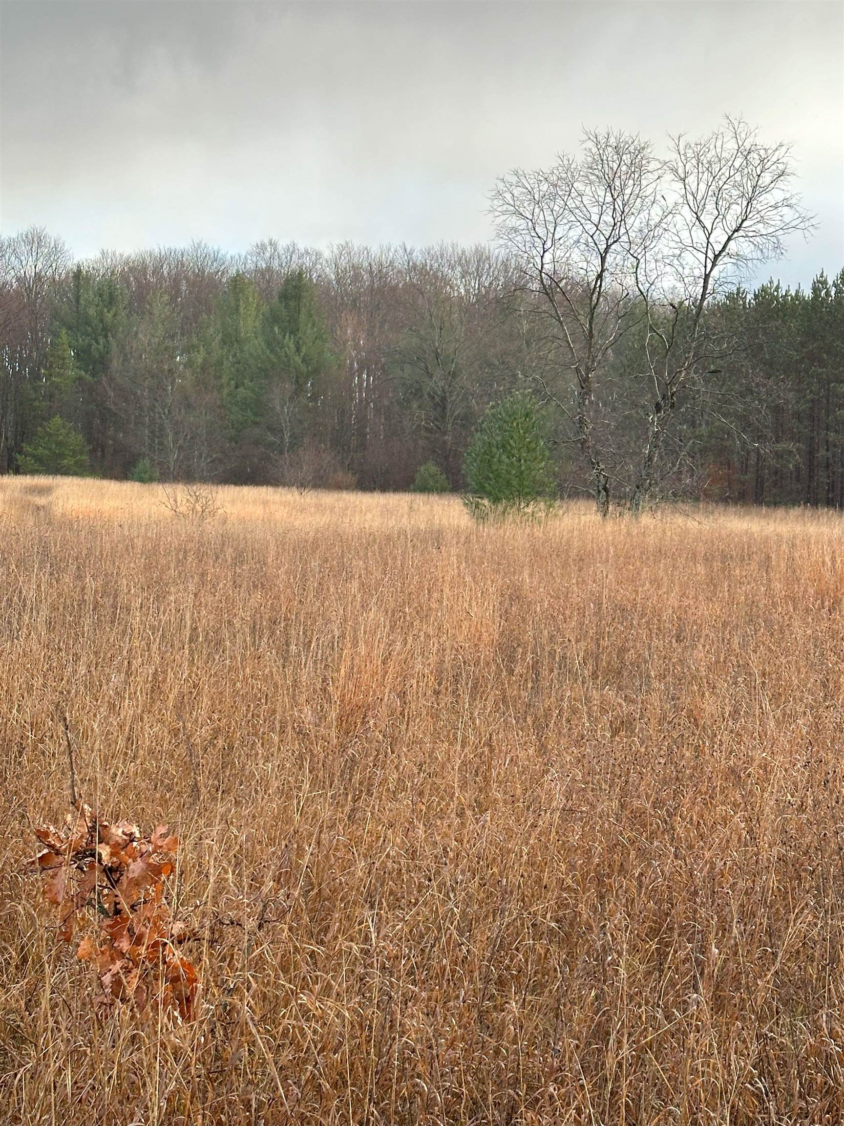 0 Northeast Day Road Mancelona, MI 49659 - Photo 3 of 10 Gallery Image 3