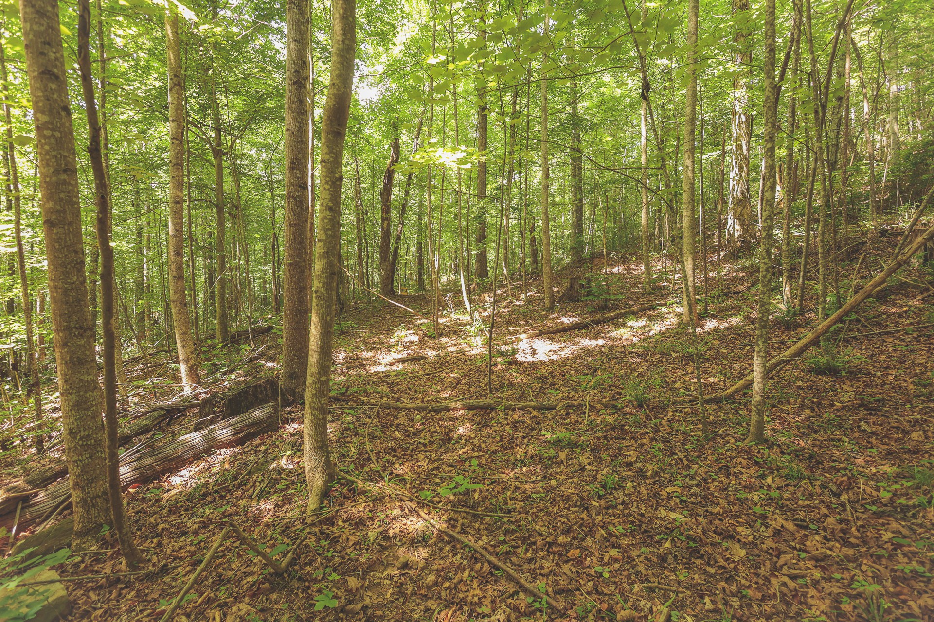 0 Long Fork Creek Road Spencer, TN 38585 - Photo 13 of 45