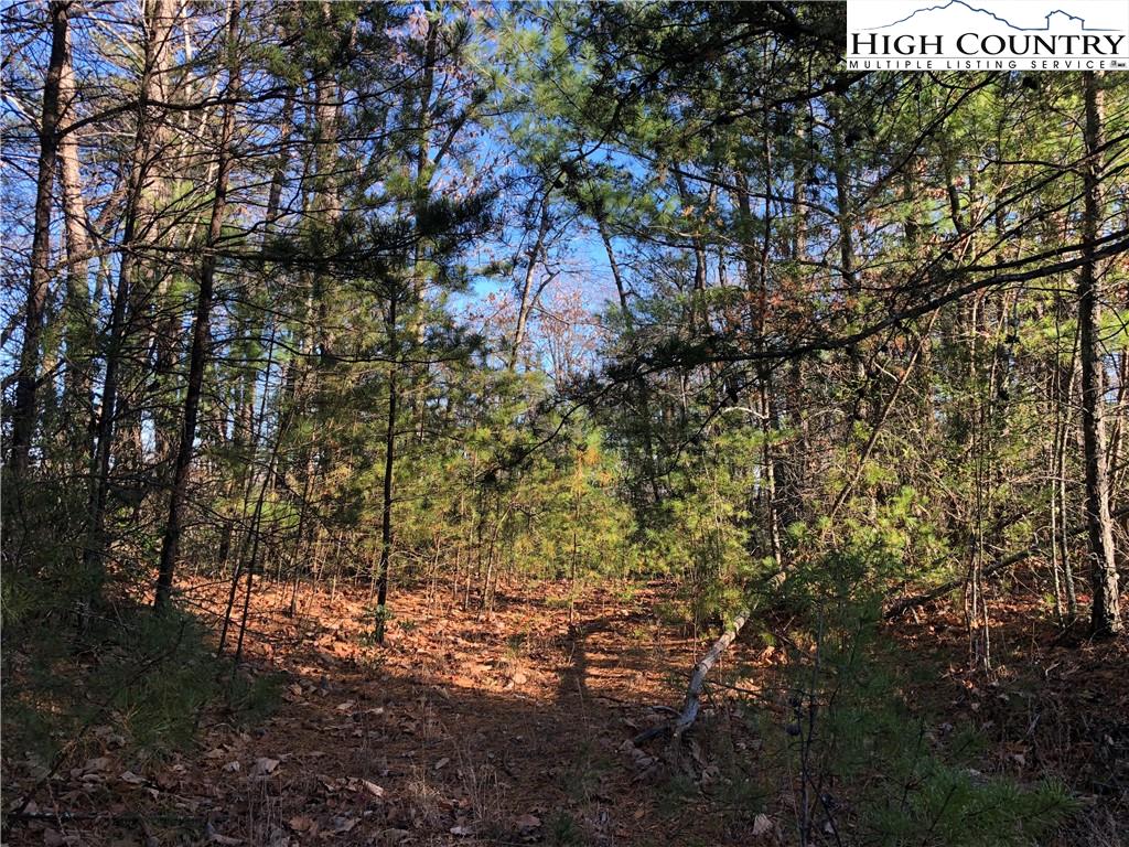 72-73 Buck Mountain Road Purlear, NC 28665 - Photo 17 of 47 a view of a tree