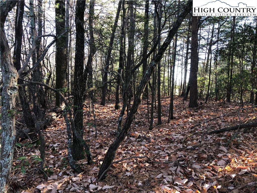 72-73 Buck Mountain Road Purlear, NC 28665 - Photo 18 of 47 a view of forest