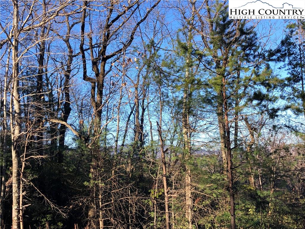 72-73 Buck Mountain Road Purlear, NC 28665 - Photo 3 of 47 a picture of tree