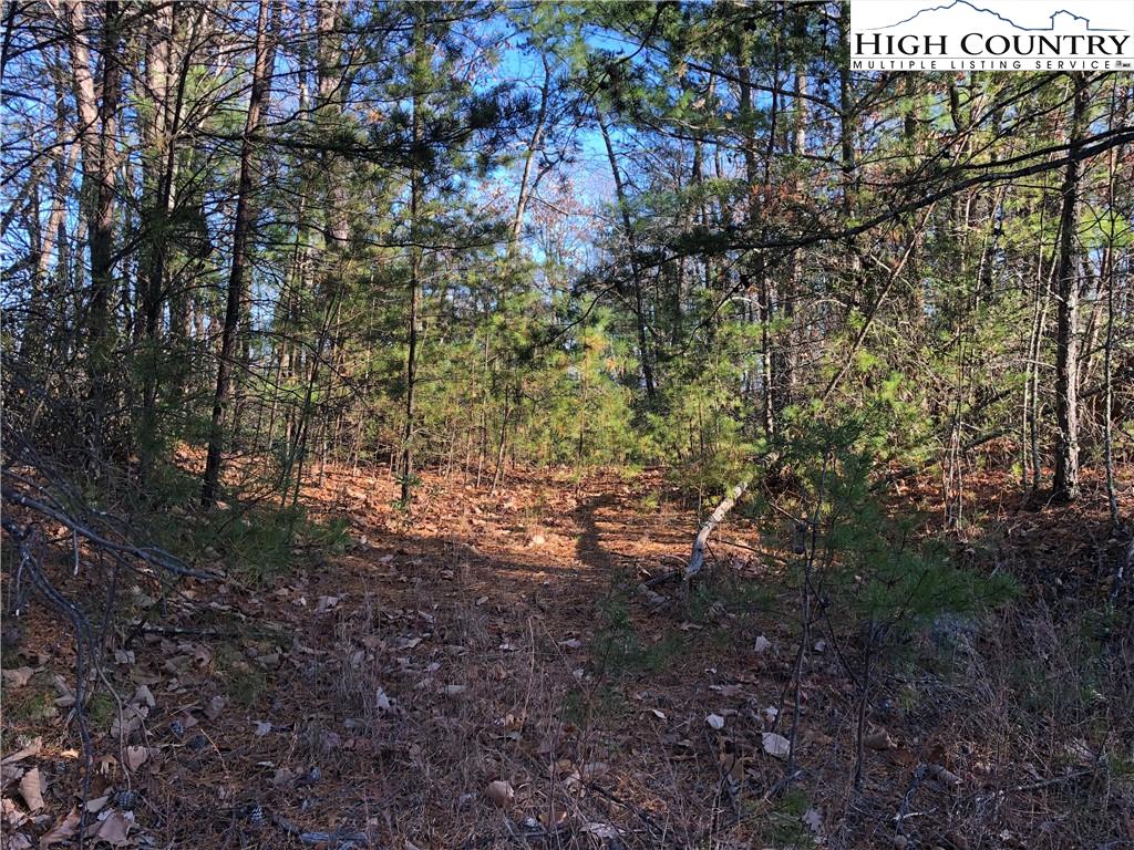 72-73 Buck Mountain Road Purlear, NC 28665 - Photo 8 of 47 a view of a forest with lots of trees