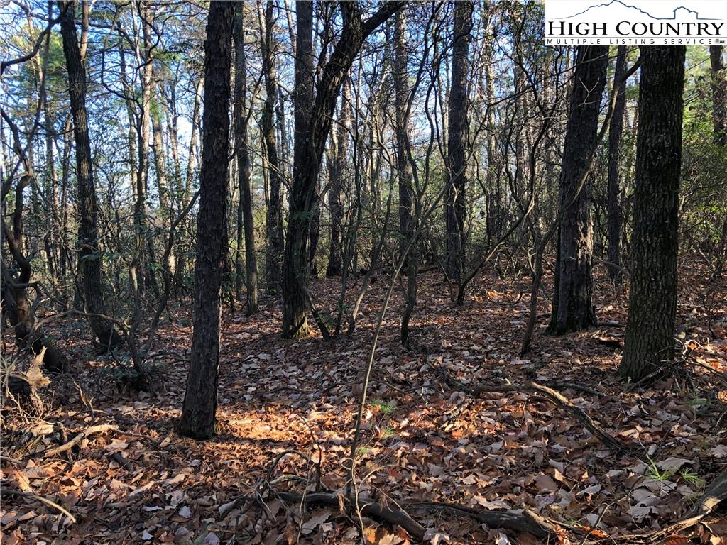 72-73 Buck Mountain Road Purlear, NC 28665 - Photo 9 of 47 a view of a forest with trees