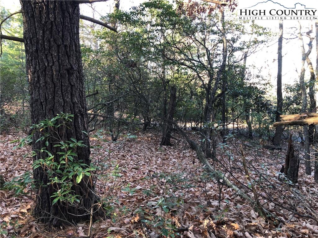 72-73 Buck Mountain Road Purlear, NC 28665 - Photo 10 of 47 a view of a tree with a yard