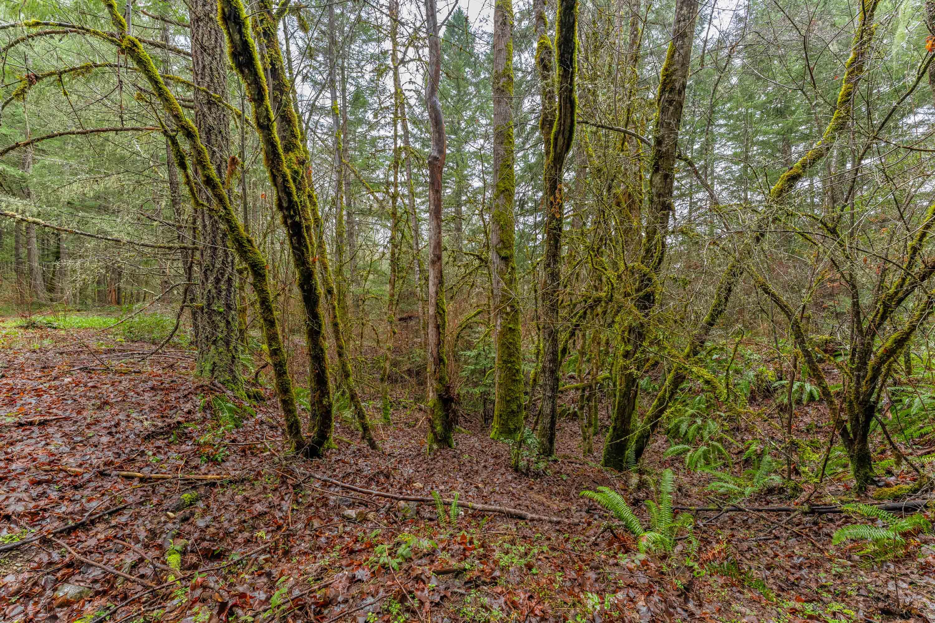 0 Upper Cow Creek Road Azalea, OR 97410 - Photo 19 of 28 EXT2 (15 of 19)