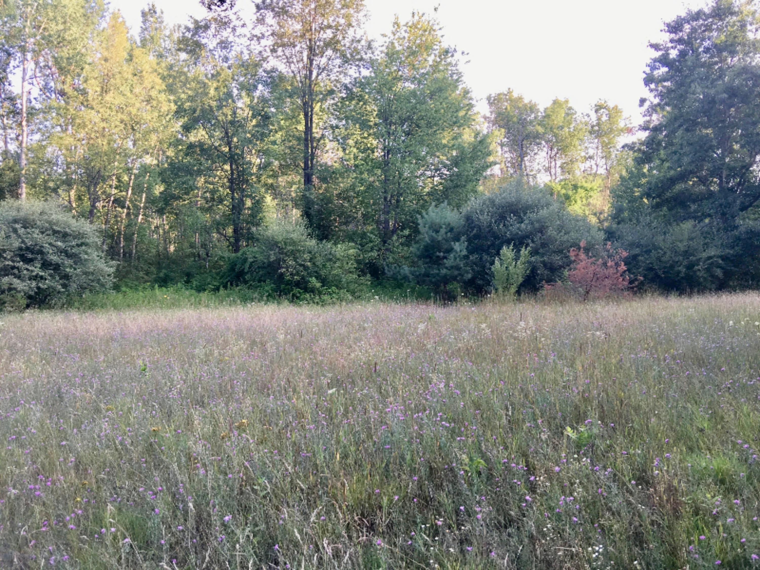 20 East Conrad Road Custer, MI 49405 - Photo 13 of 18 IMG_7147