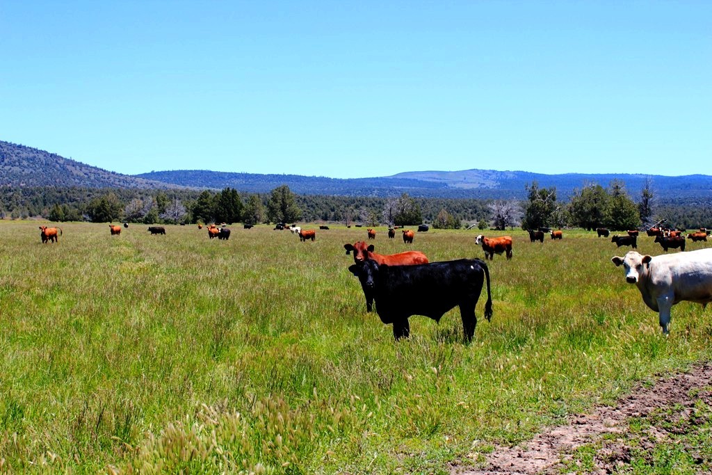 663-150 Dixie Ranch Road McArthur, CA 96056 - Photo 13 of 40 a view of a backyard with table and chairs under an umbrella