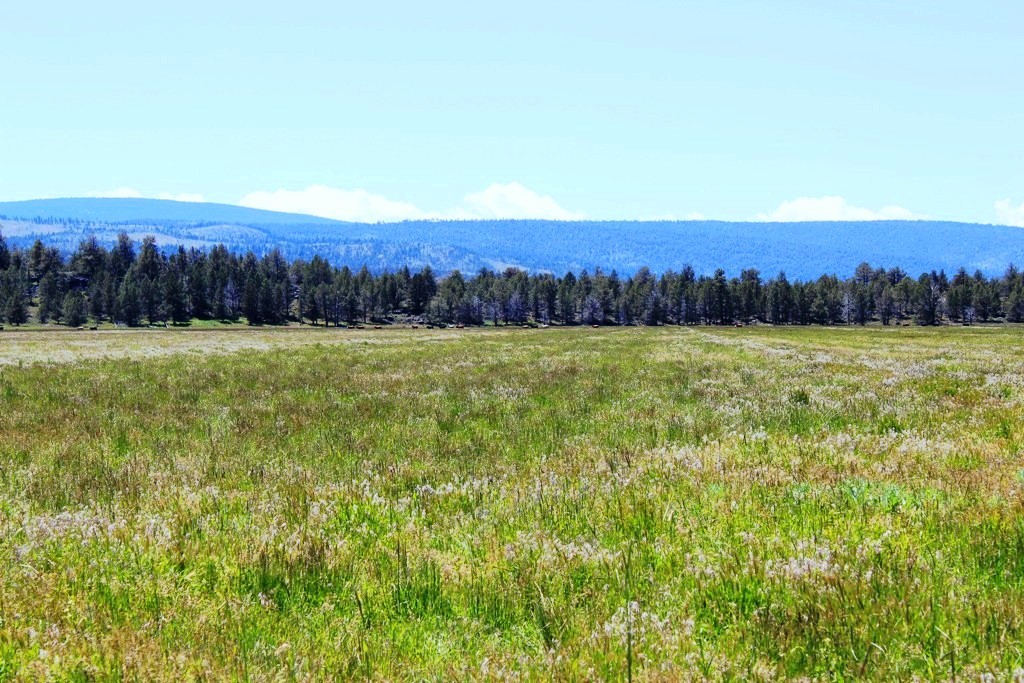 663-150 Dixie Ranch Road McArthur, CA 96056 - Photo 15 of 40 a view of an outdoor space and a yard