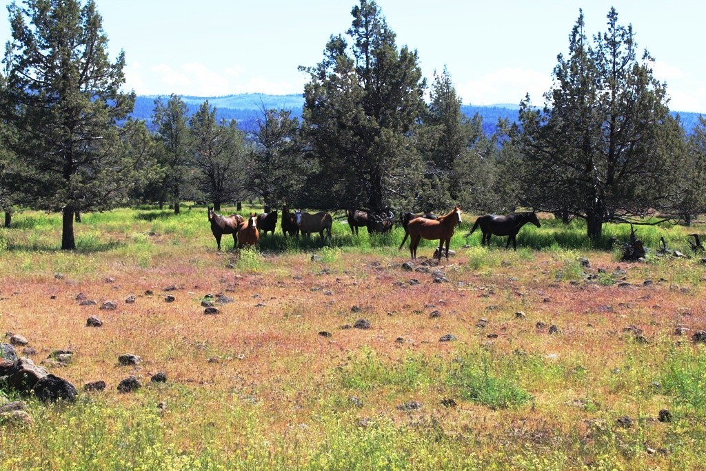663-150 Dixie Ranch Road McArthur, CA 96056 - Photo 19 of 40 a view of some trees in the background
