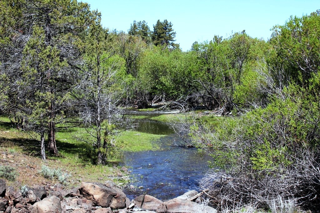 663-150 Dixie Ranch Road McArthur, CA 96056 - Photo 29 of 40 a view of a lake with a yard