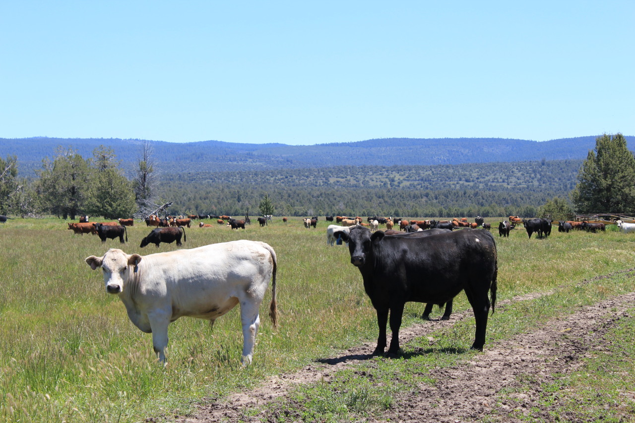 663-150 Dixie Ranch Road McArthur, CA 96056 - Photo 4 of 40 a view of a table and chairs in the yard