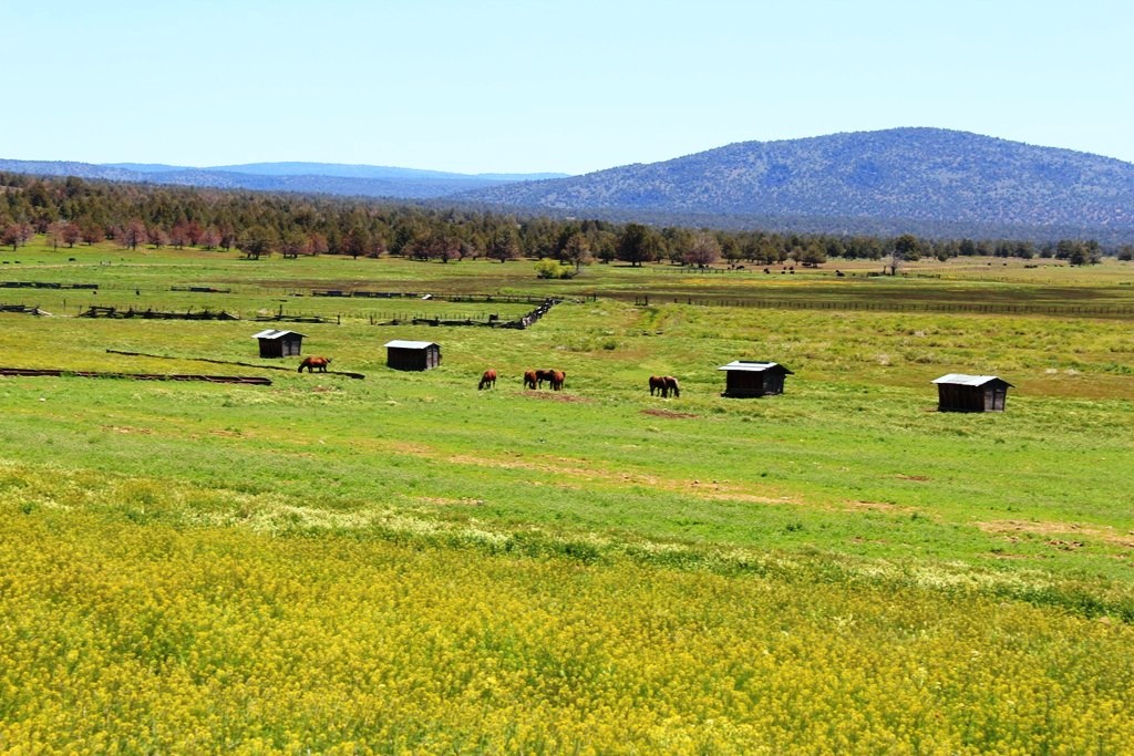 663-150 Dixie Ranch Road McArthur, CA 96056 - Photo 5 of 40 a view of an ocean from a yard