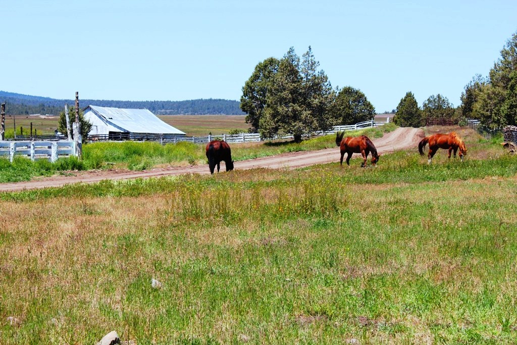 663-150 Dixie Ranch Road McArthur, CA 96056 - Photo 8 of 40 a view of yard with seating area