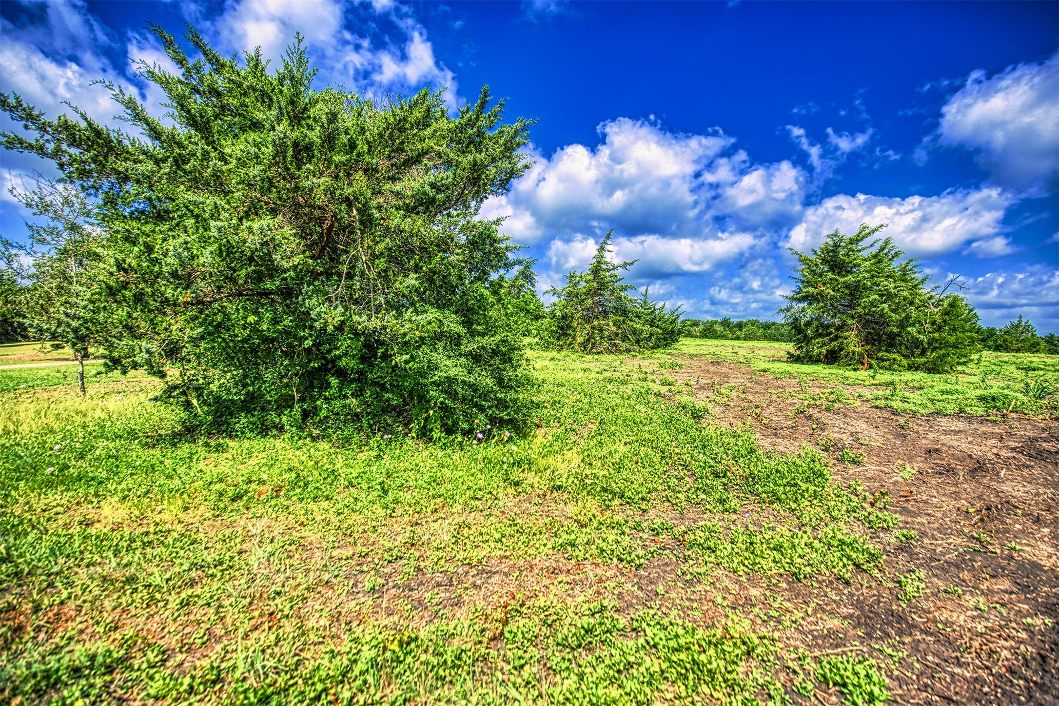 Lot 4 Wonder Hill Road Chappell Hill, TX 77426 - Photo 5 of 17 a view of a bunch of plants and trees