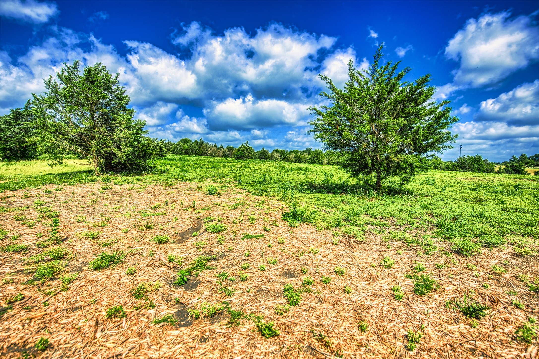 Lot 4 Wonder Hill Road Chappell Hill, TX 77426 - Photo 6 of 17 a view of a yard with plants and tree