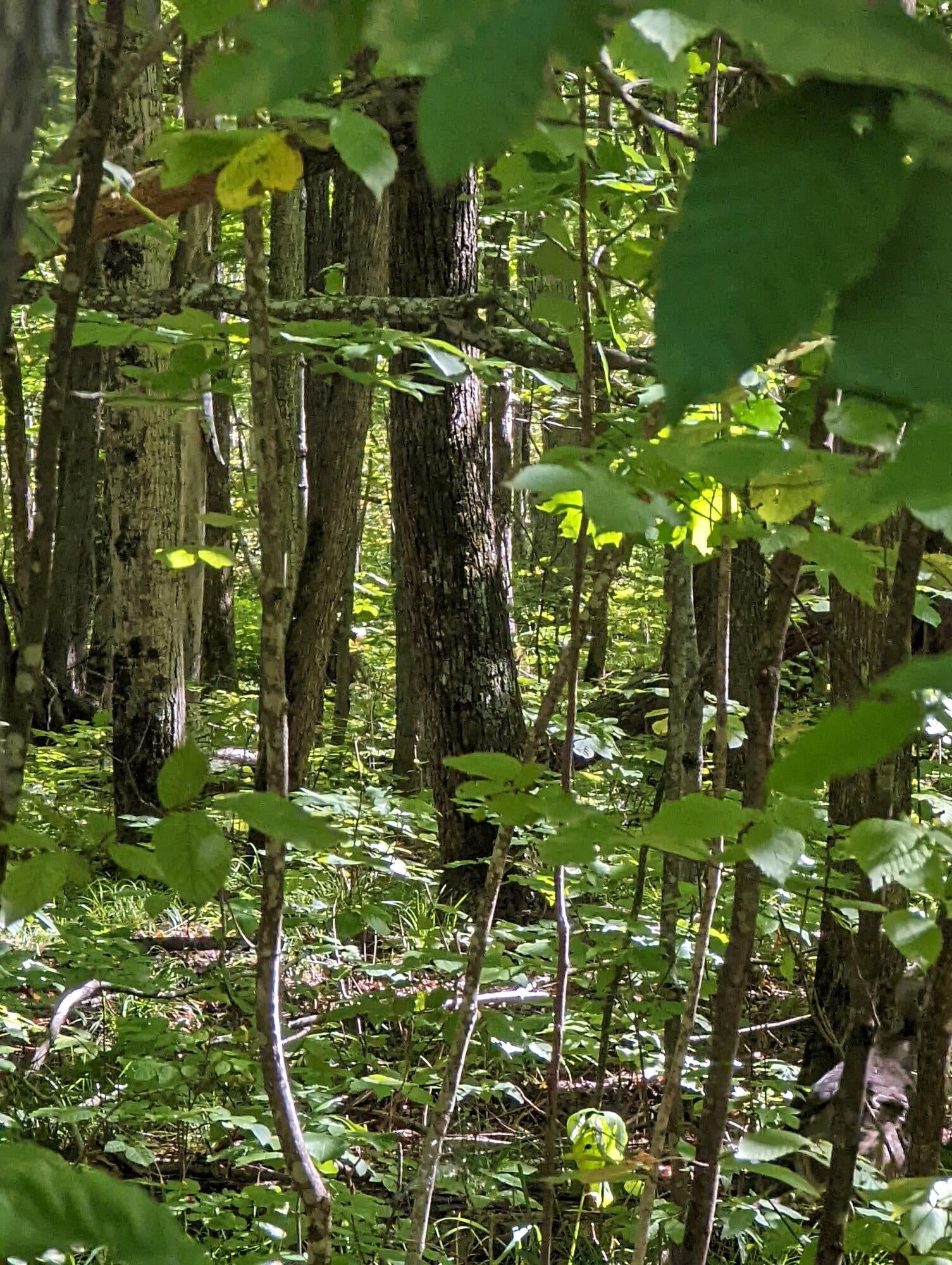 10506 Hall Road Atlanta, MI 49709 - Photo 51 of 74 Gallery Image 51
