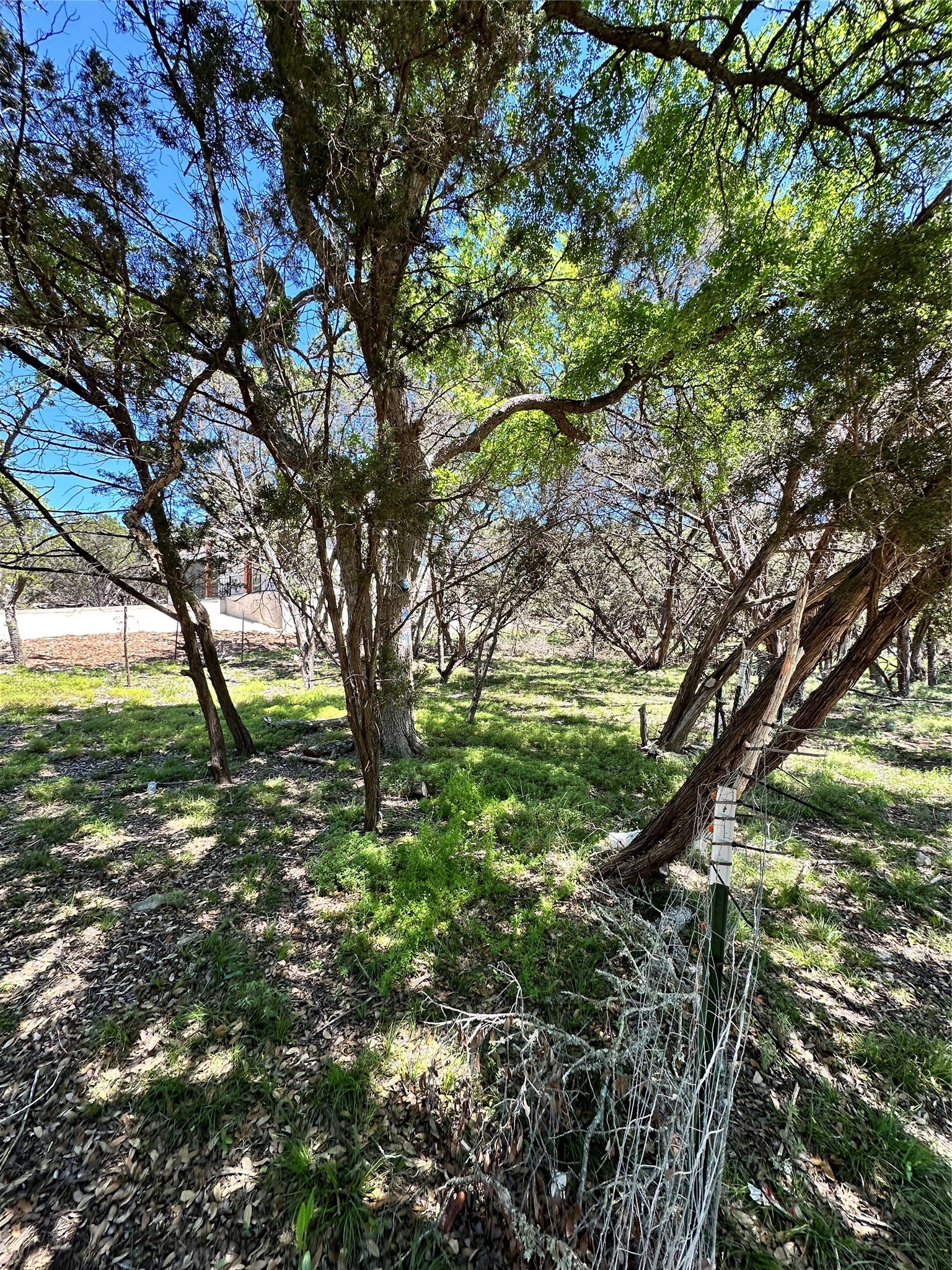 Tbd Mimosa Street Wimberley, TX 78676 - Photo 6 of 7 a big yard with lots of green space