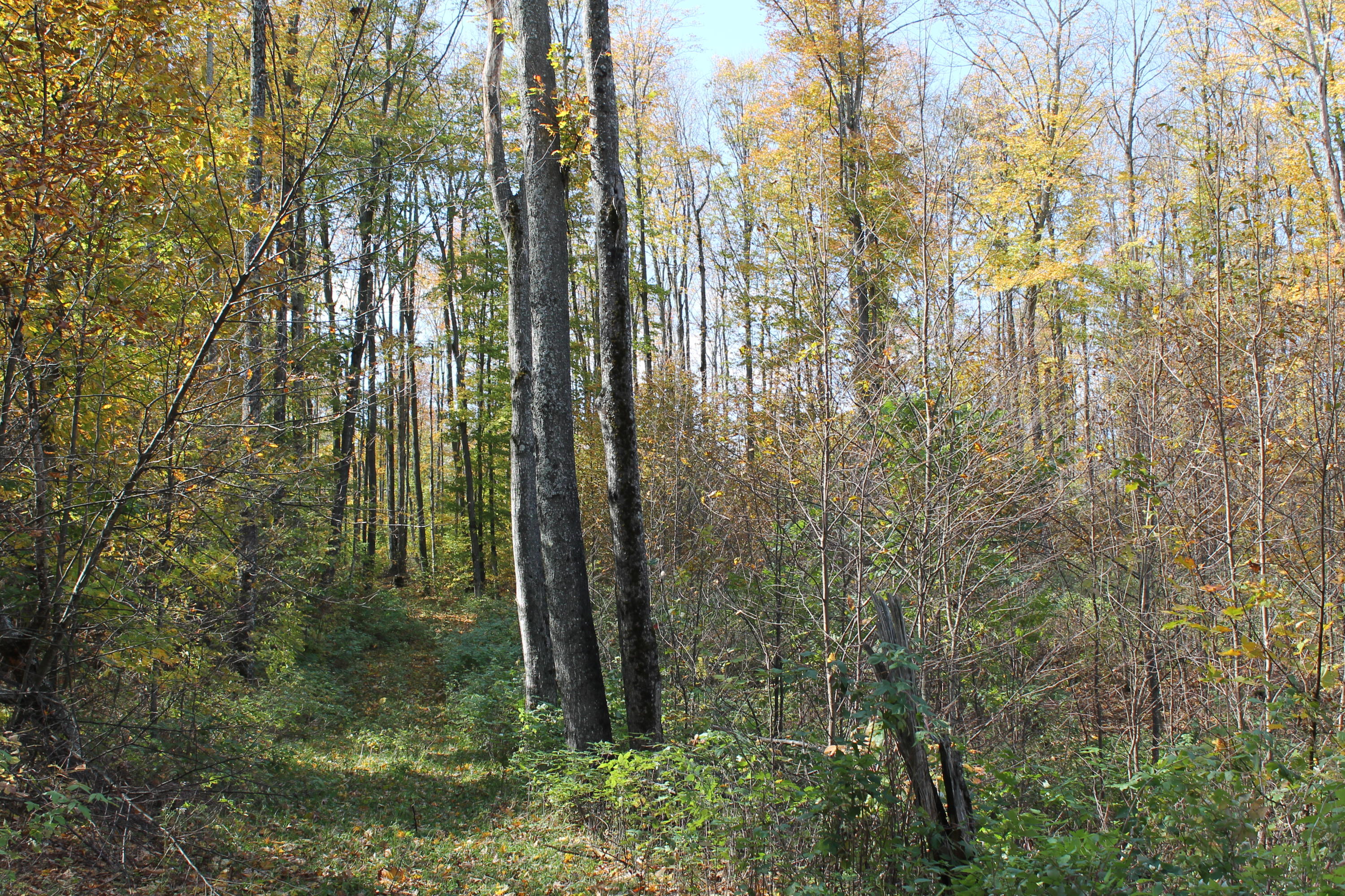 Old State Road Atlanta, MI 49709 - Photo 3 of 11 Gallery Image 3