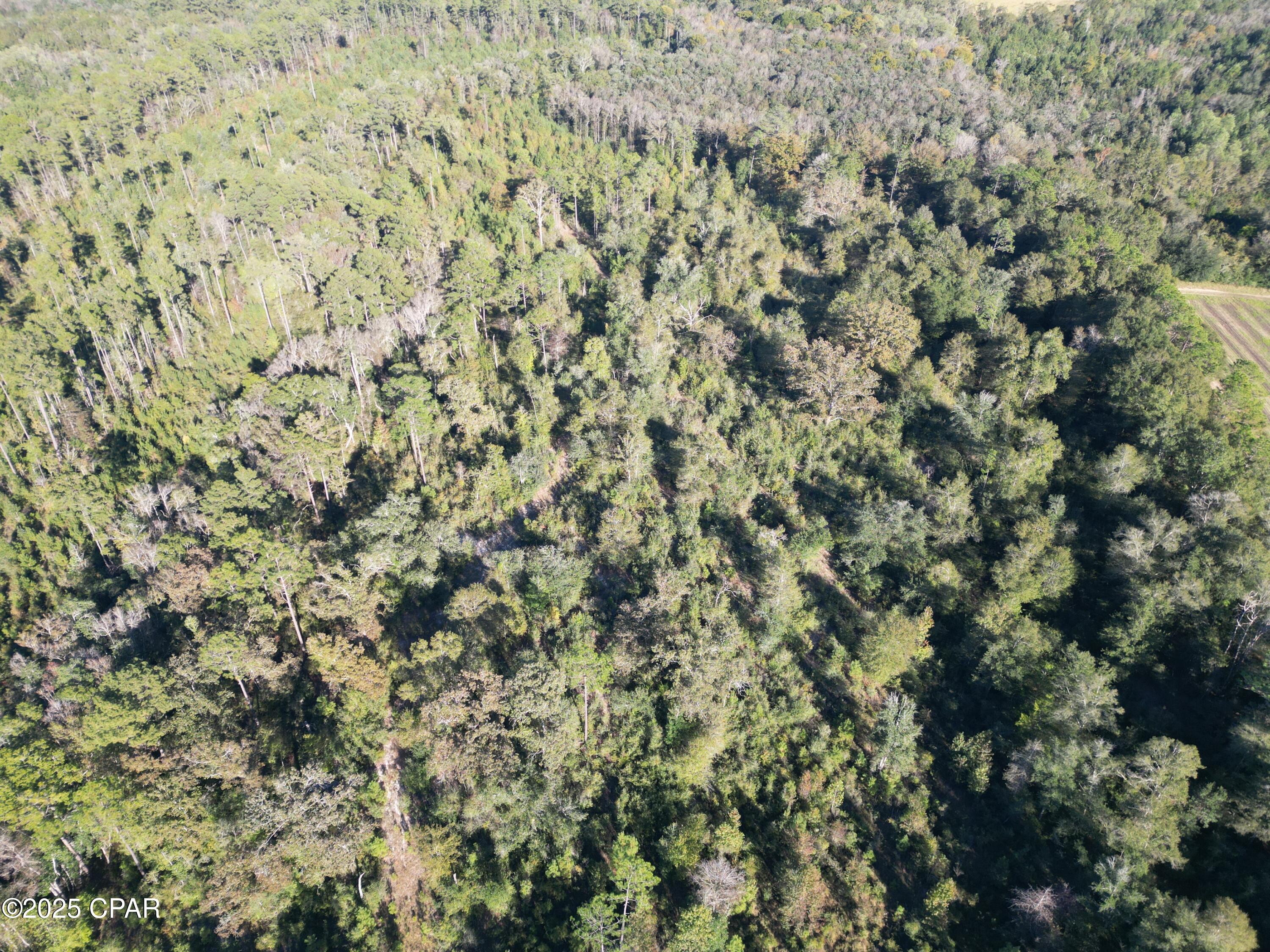 0 Arrant Road Westville, FL 32464 - Photo 12 of 28