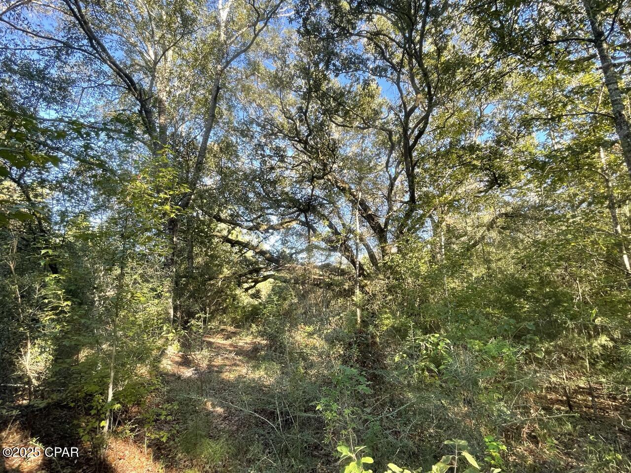 0 Arrant Road Westville, FL 32464 - Photo 18 of 24