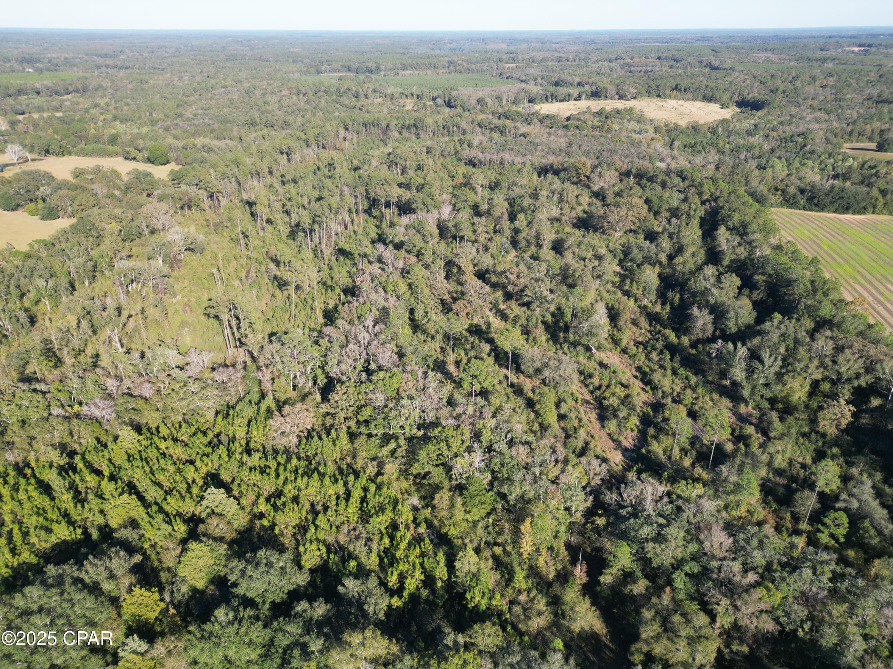 0 Arrant Road Westville, FL 32464 - Photo 3 of 24