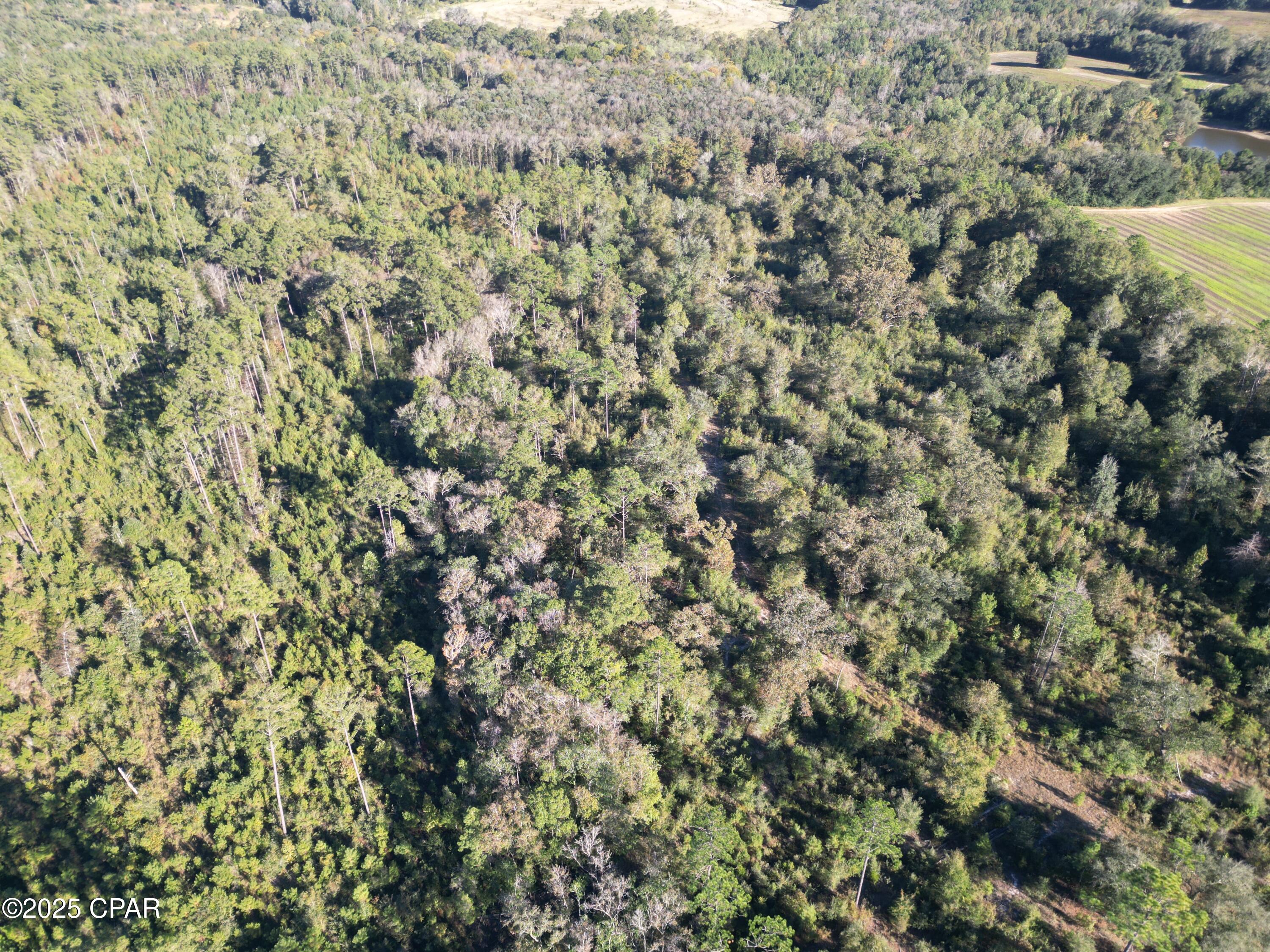 0 Arrant Road Westville, FL 32464 - Photo 4 of 24