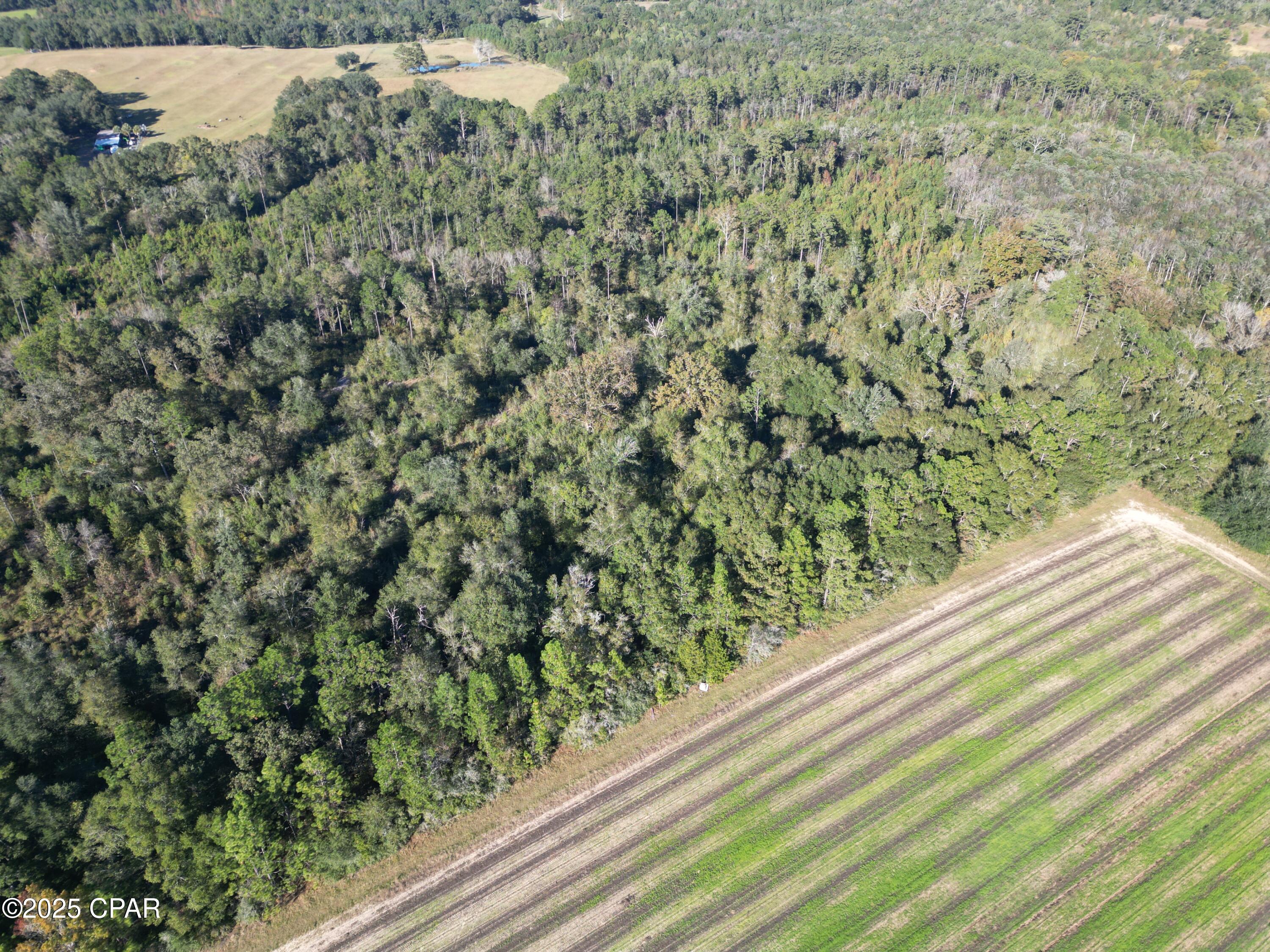 0 Arrant Road Westville, FL 32464 - Photo 7 of 24