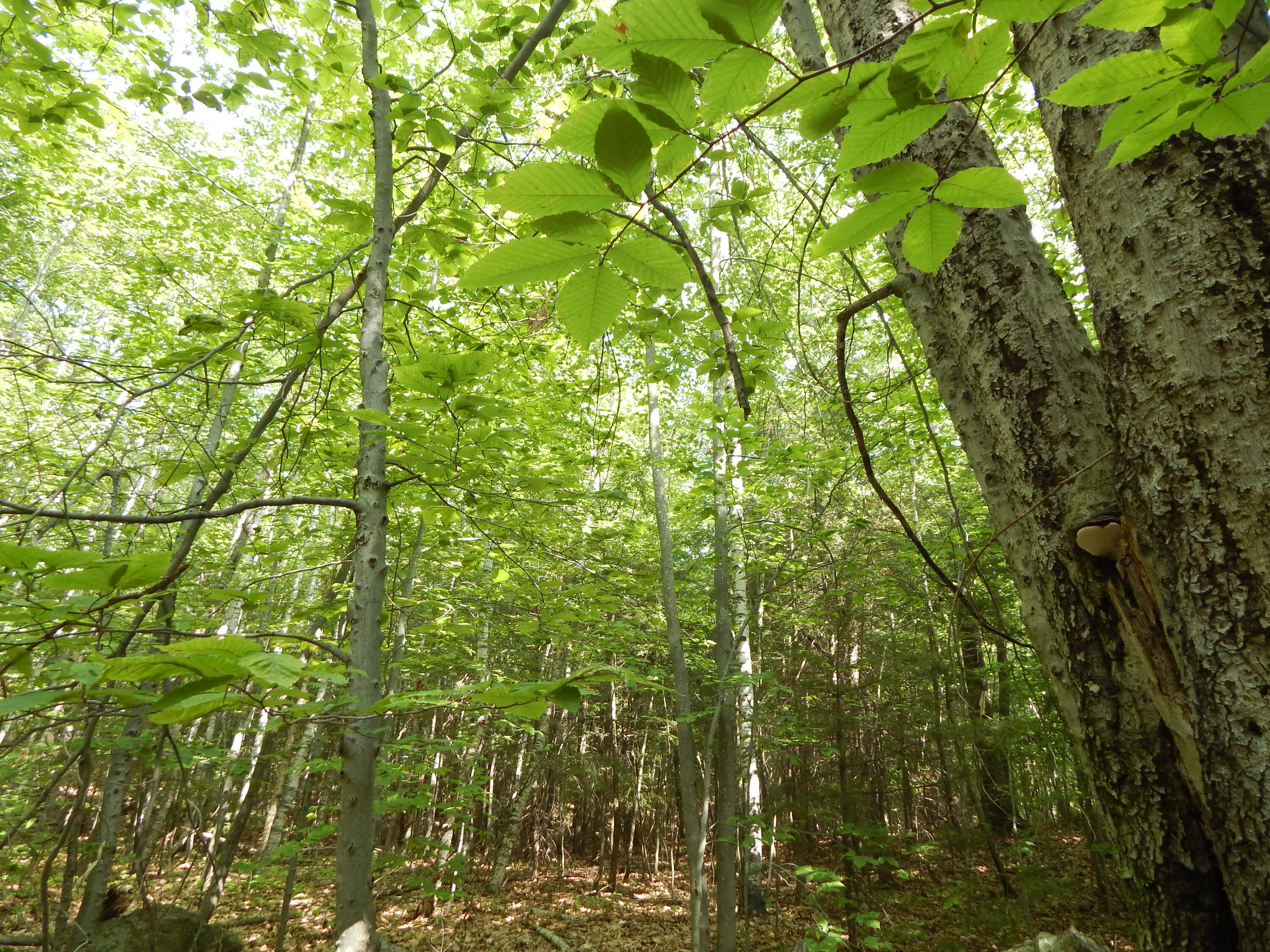 Lot 6 Maplecrest Road Parsonsfield, ME 04047 - Photo 10 of 17 DSCN3381