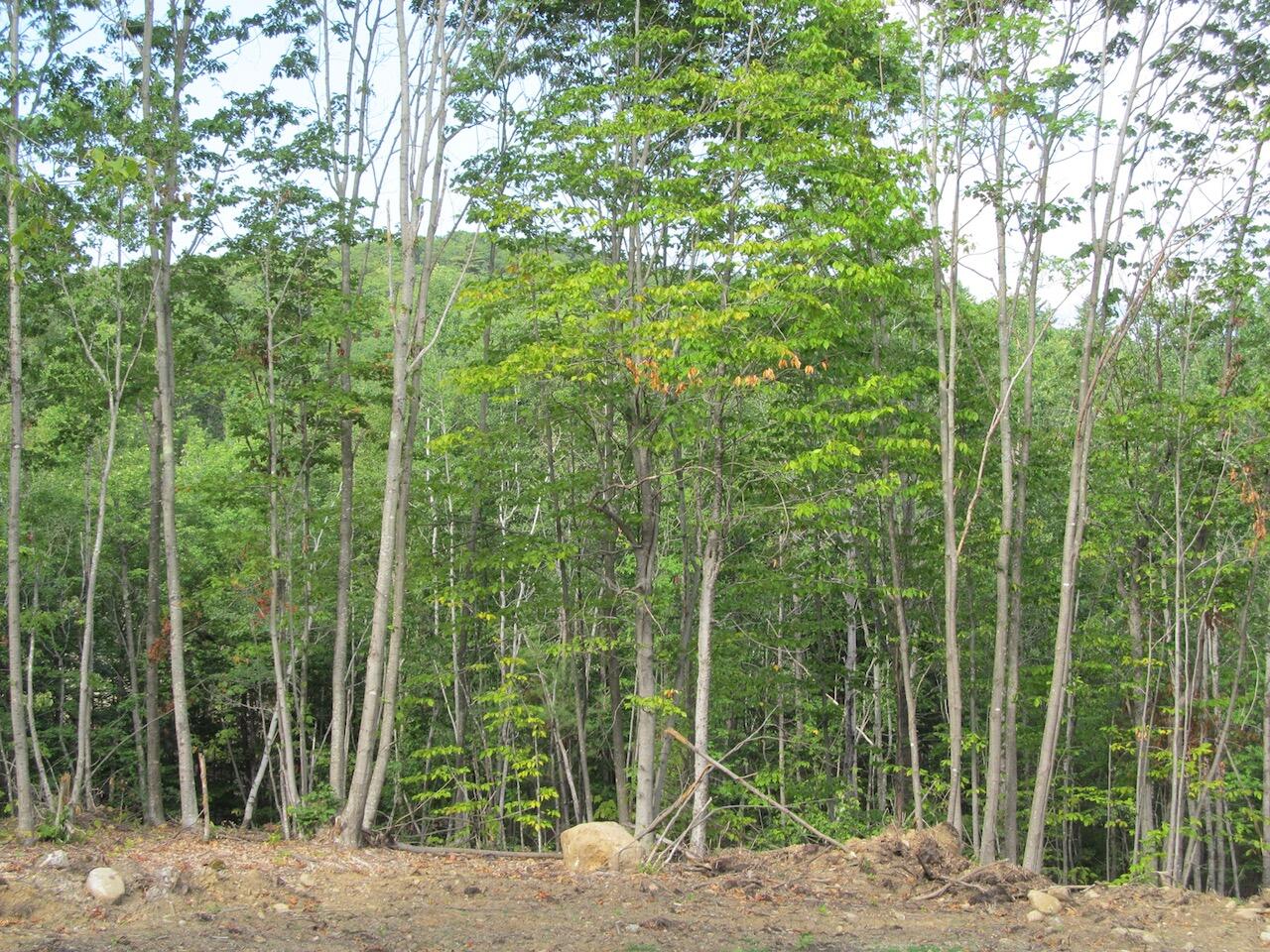 6.46 McAlister Road Buckfield, ME 04220 - Photo 16 of 21 IMG_0850