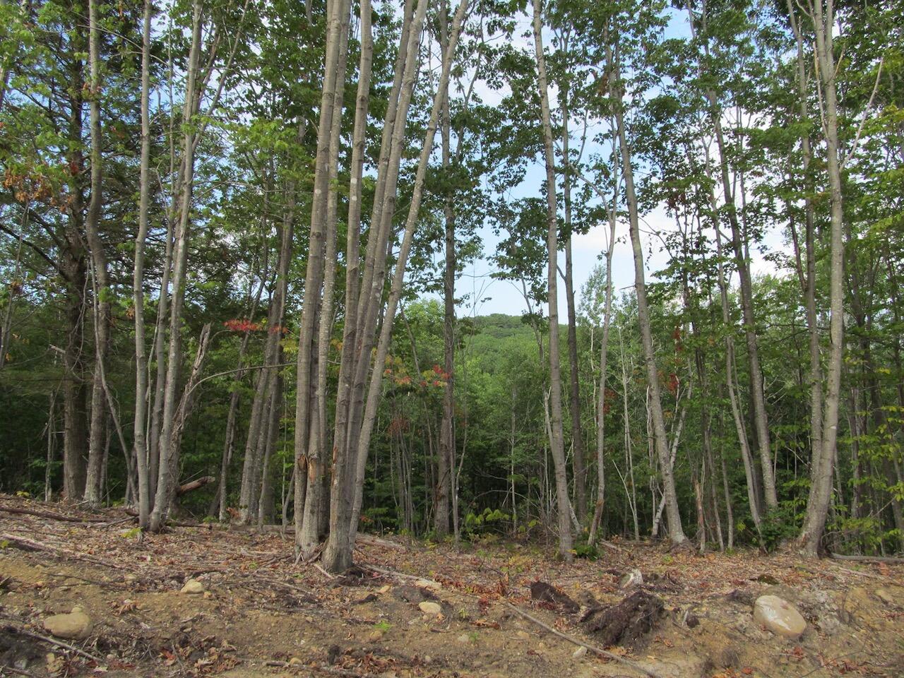 6.46 McAlister Road Buckfield, ME 04220 - Photo 10 of 21 IMG_0843