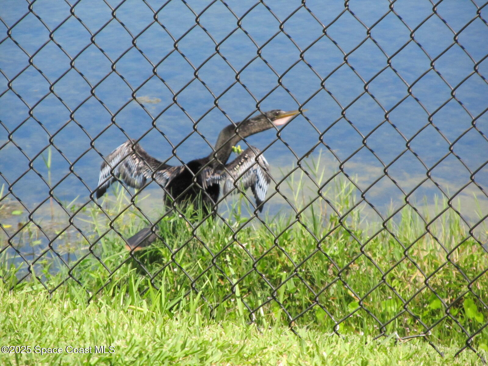 2002 Elkins Point Melbourne, FL 32935 - Photo 24 of 25 Bird Watching