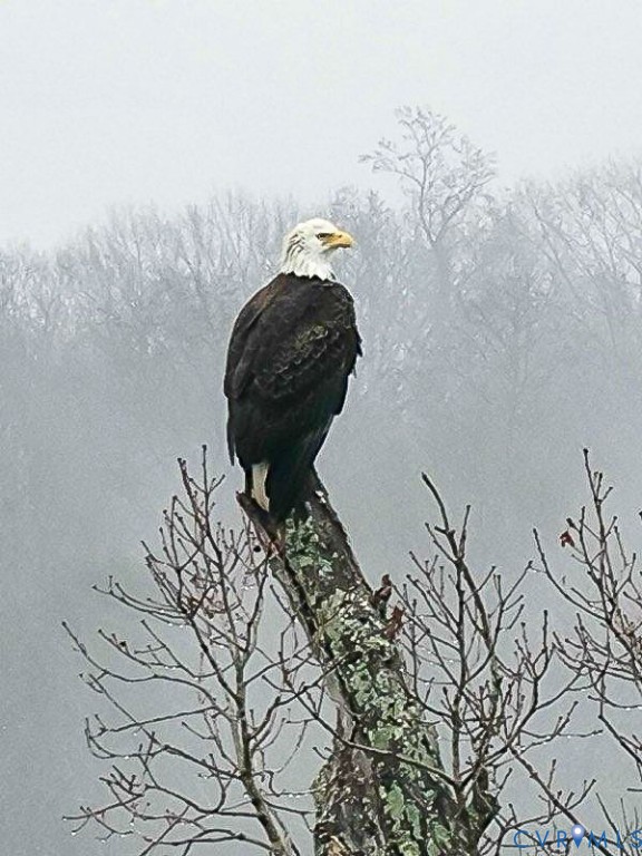 301 Beacon Ridge Drive, Unit 804 Hopewell, VA 23860 - Photo 40 of 64 a vase of flowers sitting on a table