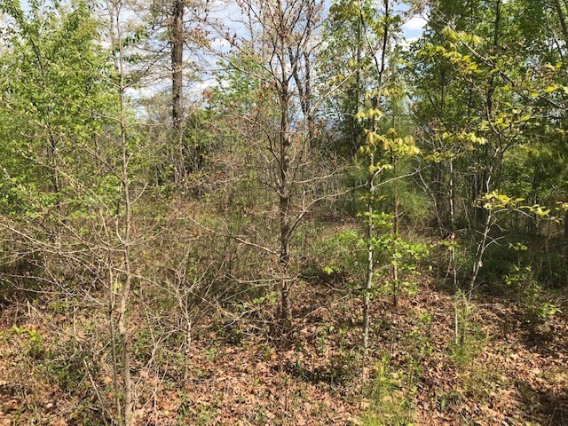 Lot 29 Brasstown View Road Murphy, NC 28906 - Photo 10 of 11