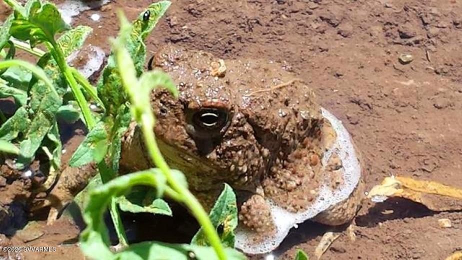 5600 North Laura Lane Rimrock, AZ 86335 - Photo 39 of 39 A happy Frog in the Garden