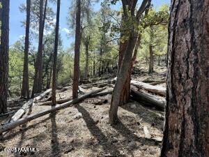 5980 A Old Walker Road Prescott, AZ 86303 - Photo 11 of 24 a view of a forest filled with trees