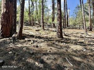 5980 A Old Walker Road Prescott, AZ 86303 - Photo 12 of 24 a view of a yard with trees