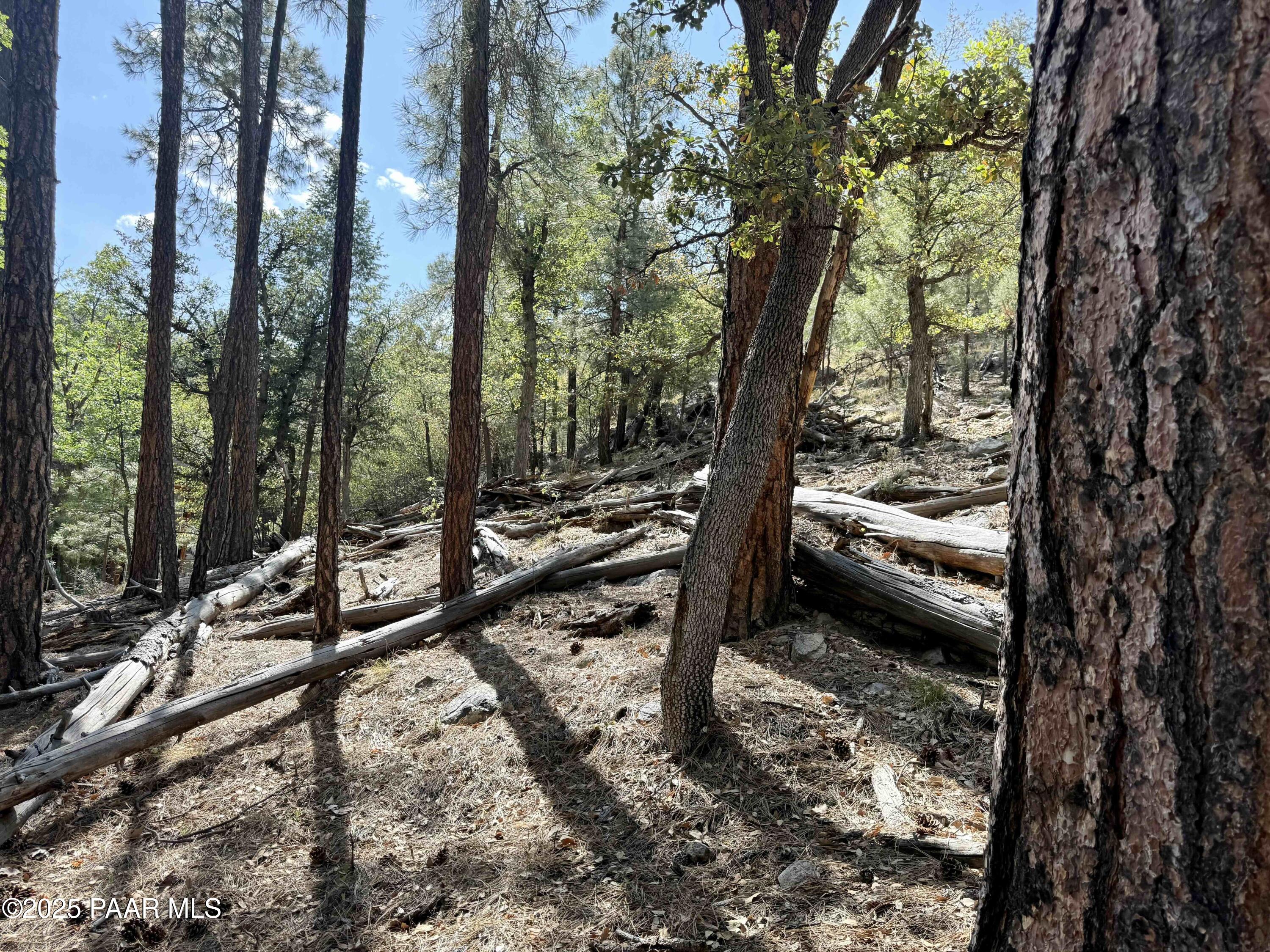 5980 A Old Walker Road Prescott, AZ 86303 - Photo 5 of 24 a view of a forest filled with trees