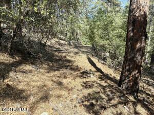 5980 A Old Walker Road Prescott, AZ 86303 - Photo 9 of 24 a view of a yard with a tree