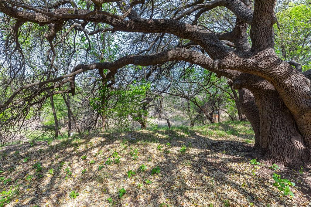 749 Cedar Street Buffalo Gap, TX 79508 - Photo 26 of 30 a view of tree