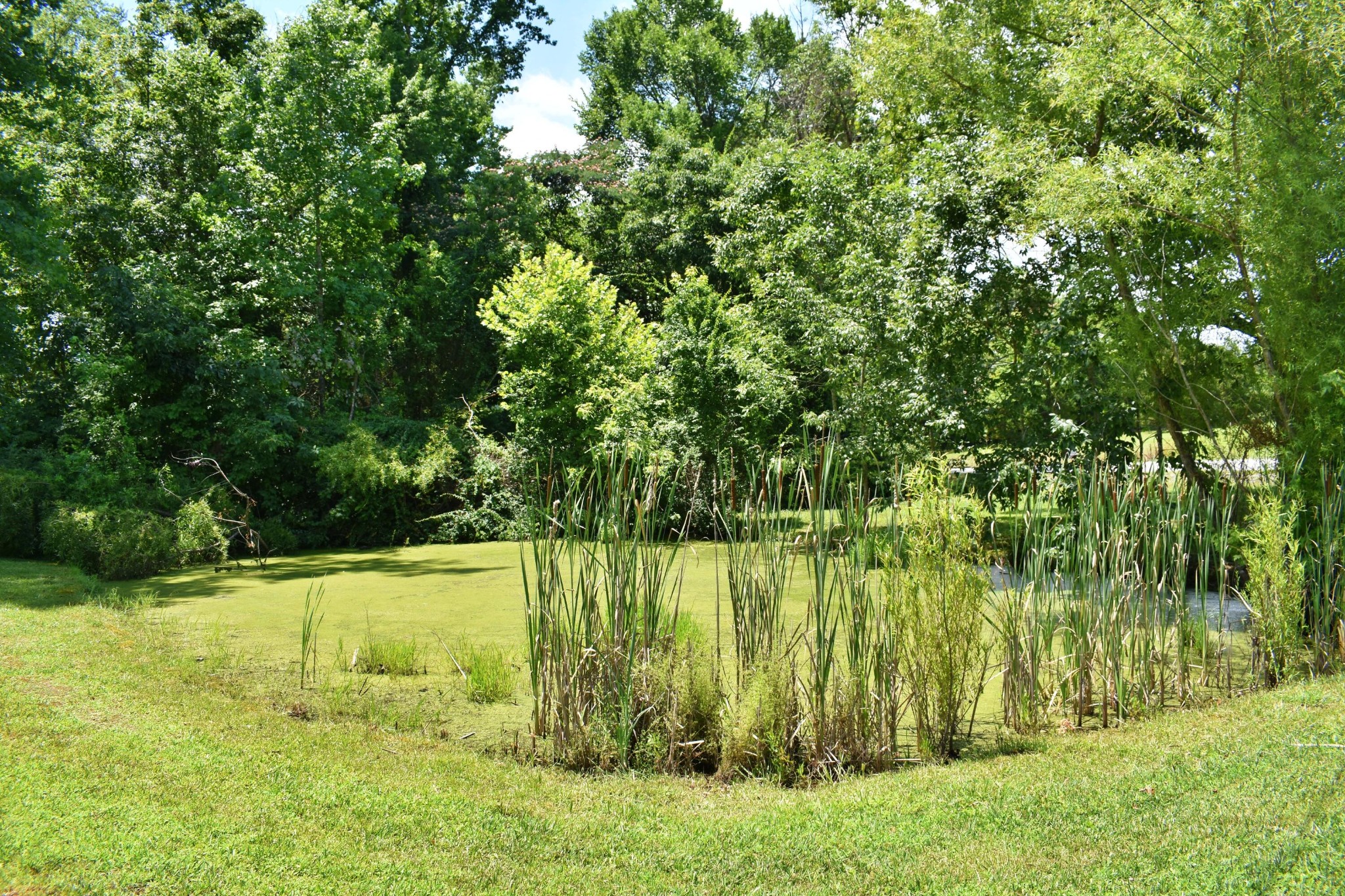 5858 Wolf Creek Road Spring City, TN 37381 - Photo 27 of 76