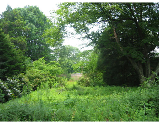 Lot 4 Webster Street Needham, MA 02494 - Photo 1 of 1 a view of a lush green forest