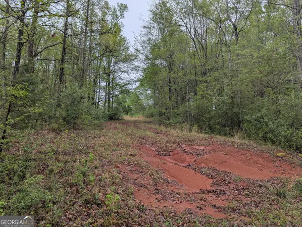 a view of a forest with trees in the background