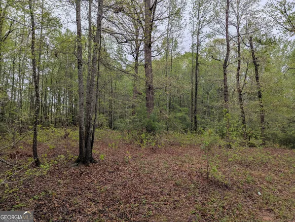 a view of a forest with trees